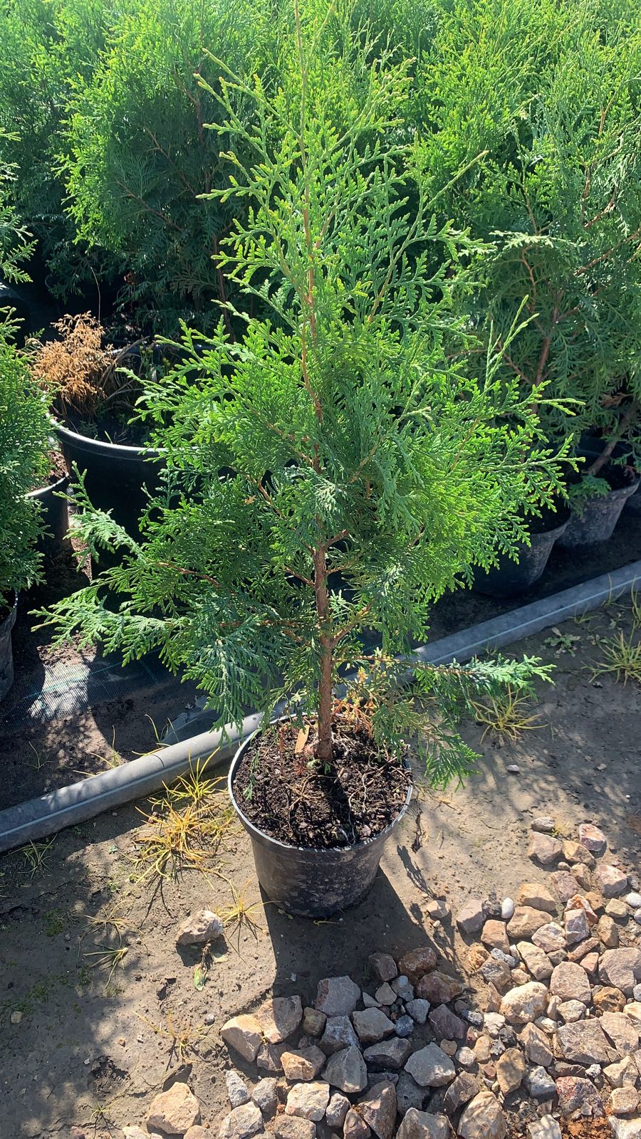 Туя западная Колумна